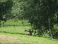 Ferme 006